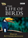 ft082 :สารคดี The Life Of Birds DVD 3 แผ่นจบ