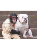 TV011 : ขำกลิ้งลิงกับหมา DVD 2 แผ่น